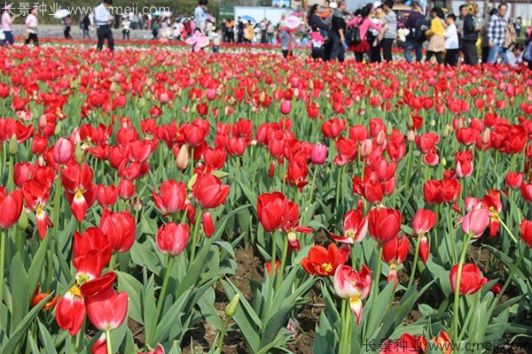 郁金香開花圖片