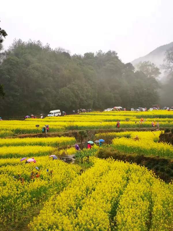 黃色花海油菜花田景觀鄉(xiāng)村旅游