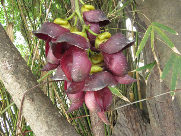 油麻藤樹苗開花圖片