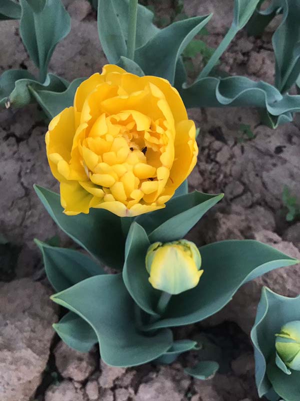 花卉植物郁金香種球種苗