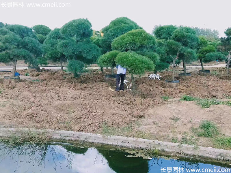 景觀(guān)樹(shù)造型黑松大型地景