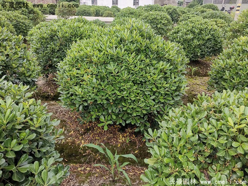 海桐球苗圃批發(fā)種植基地長(zhǎng)景園林