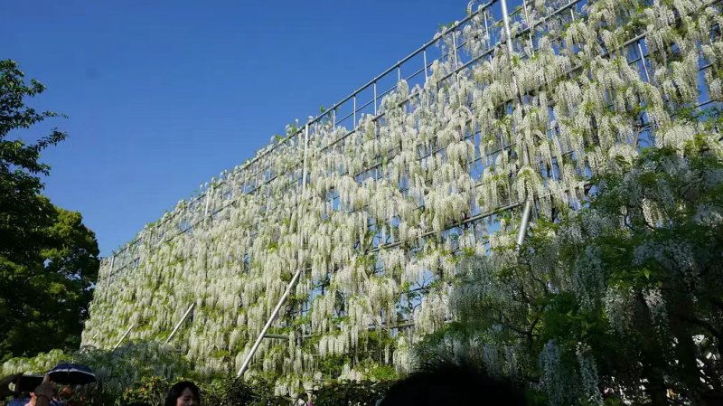 安了寺紫藤日系日本白色紫藤