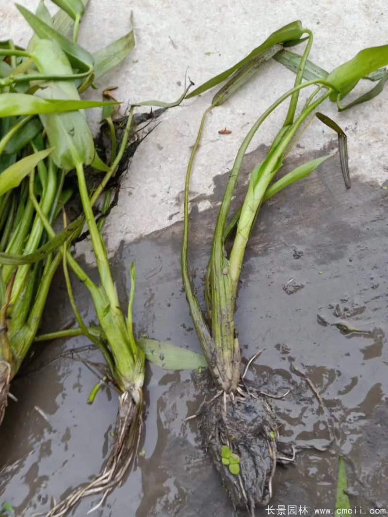 水生濕地植物梭魚草