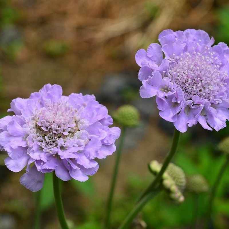 輪峰菊的形態特征、生長習性及種植方法