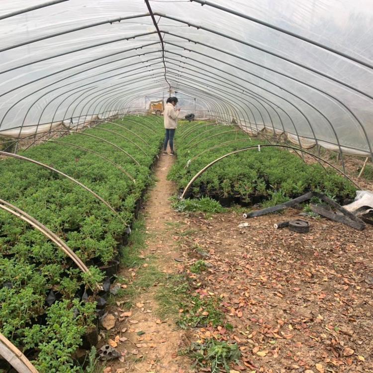 食用玫瑰種植基地