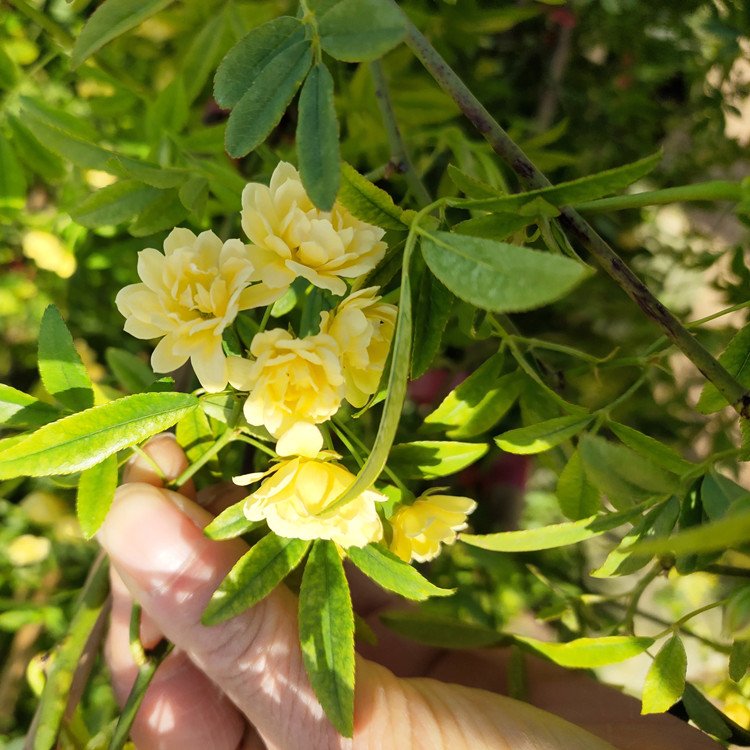 黃色木香開(kāi)花花朵圖片和葉子圖片